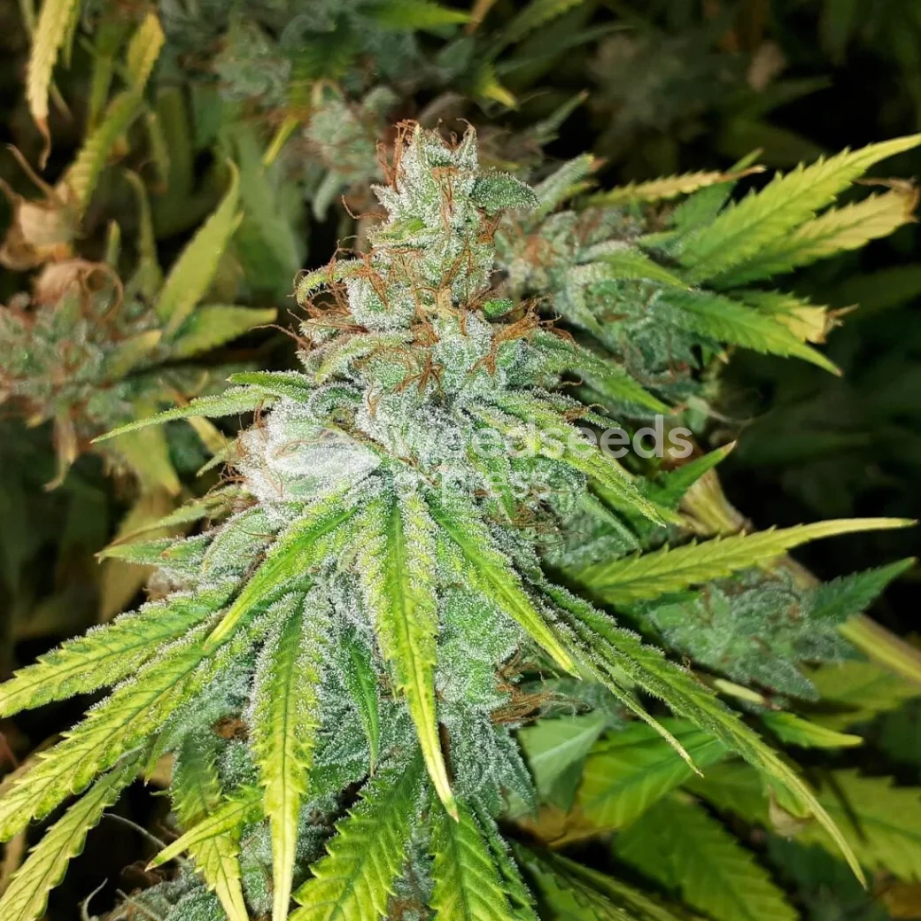 Peanut Butter Breath Feminized by WeedSeedsExpress grown by Rock_n_Roll_Randy